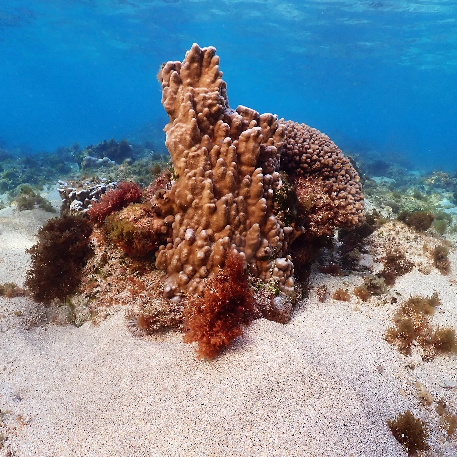 Norfolk Island's Coral Norfolk Island's Coral